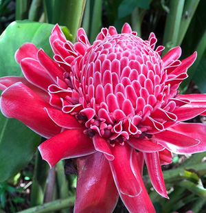 Torch Ginger