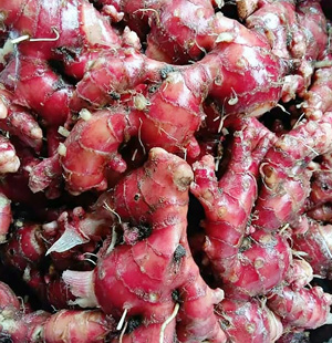 Red Ginger